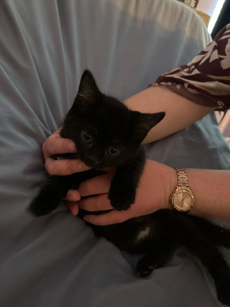 8 beautiful shorthair kittens