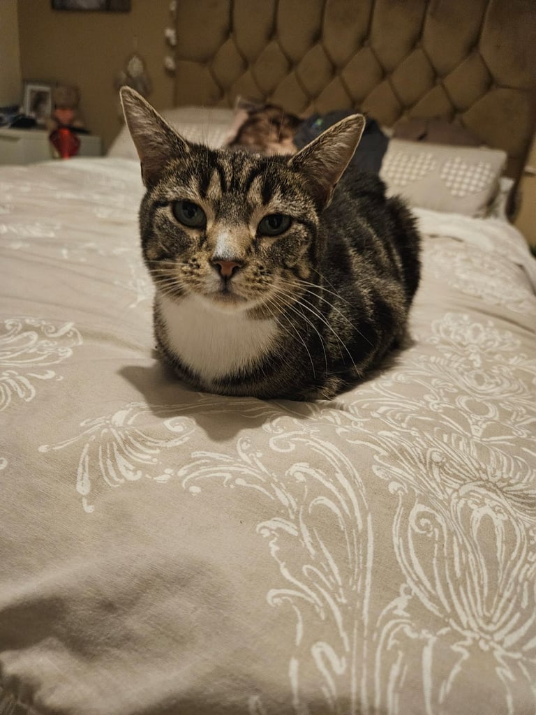 Friendly Female tabby cat looking for a new home