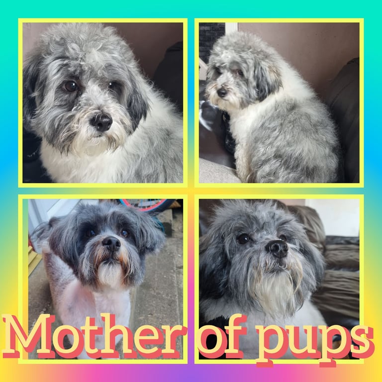 Shih tzu pups / all pups reserved 