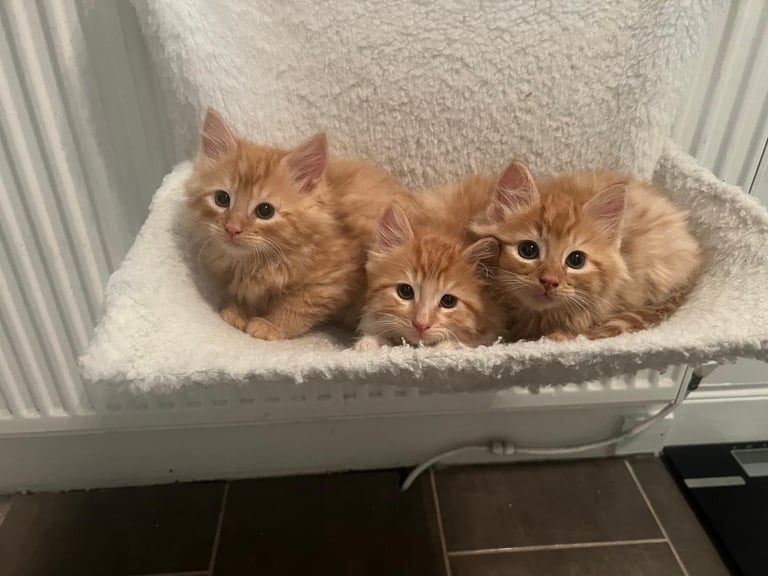 Male ginger tabby kittens