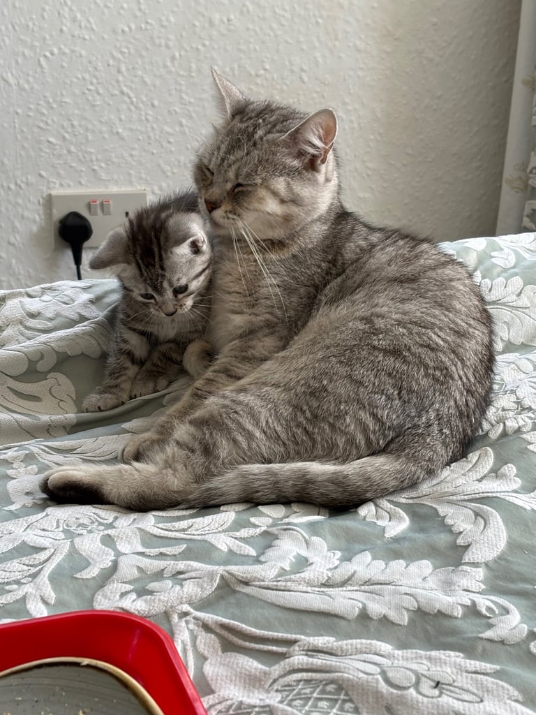 Silver tabby kittens