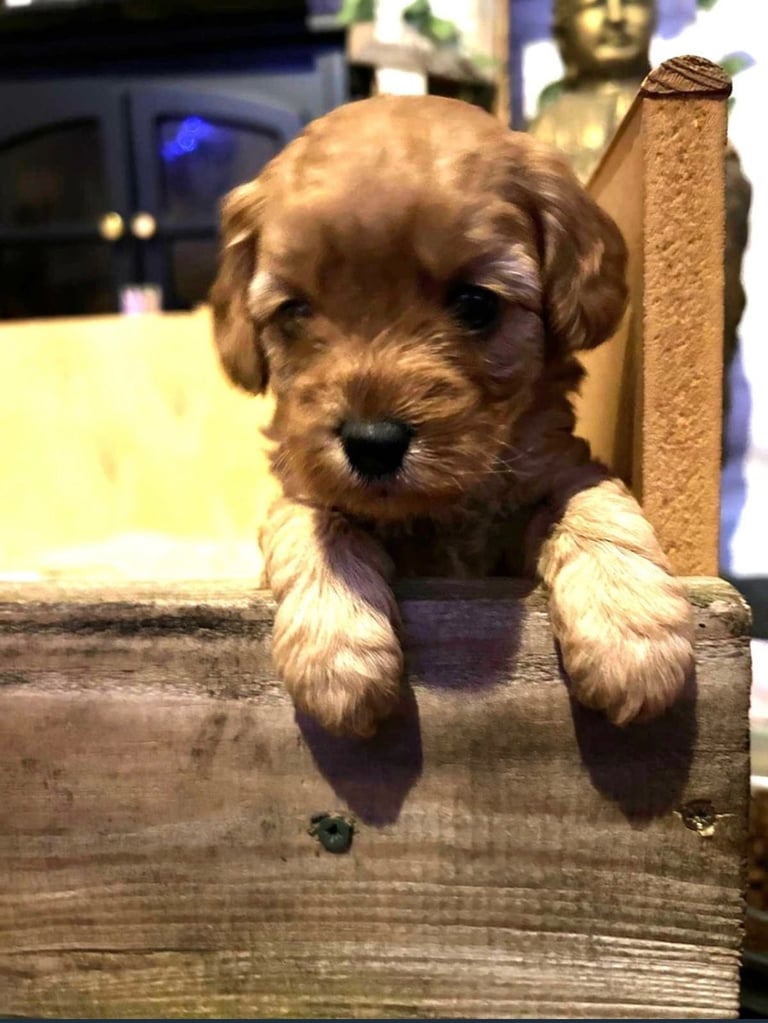 Cute Cavapoo Puppy Girl 