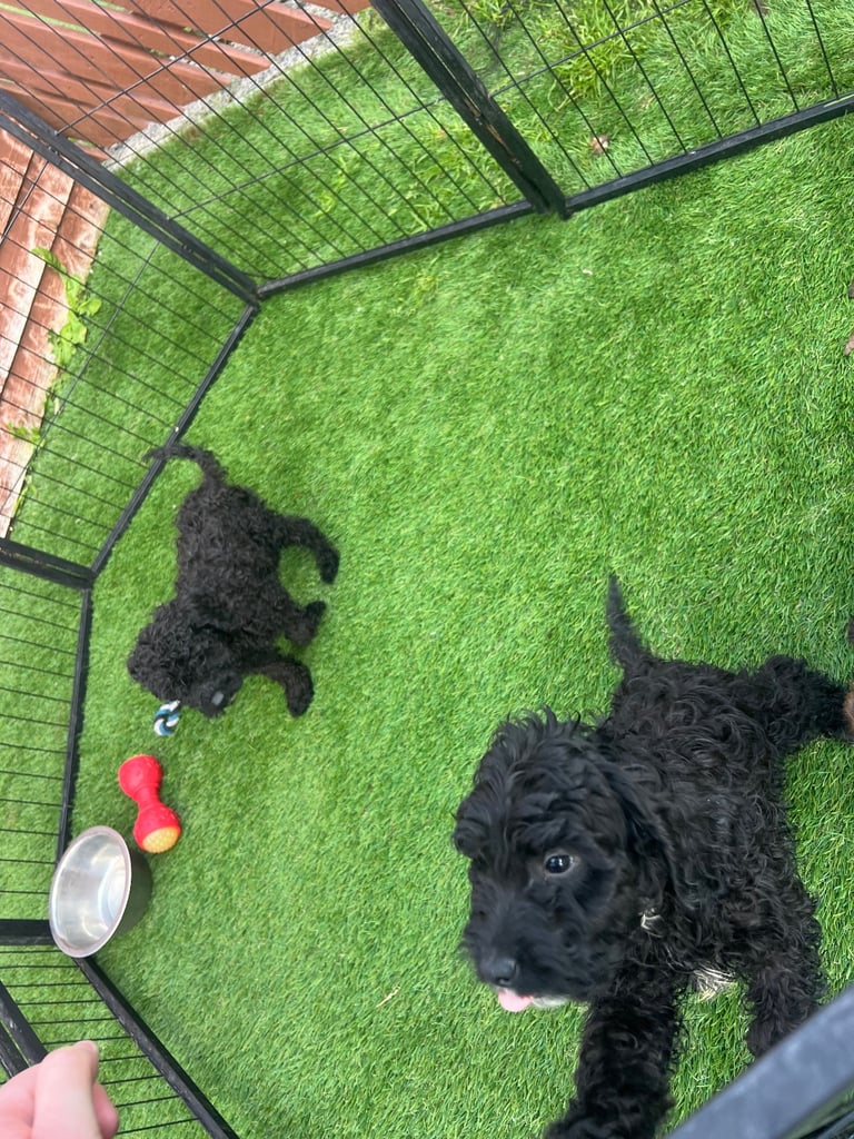 F2b cockapoos 