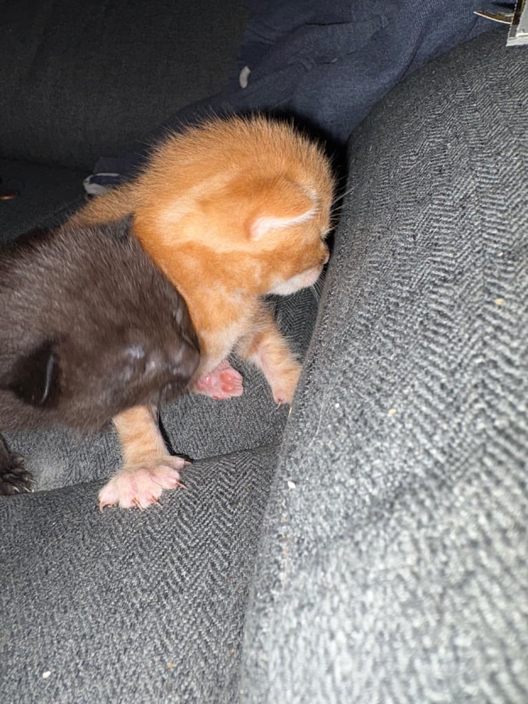 4 beautiful kittens for sale