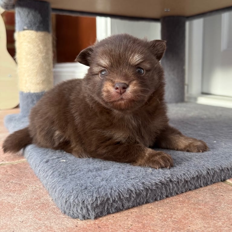 Stunning tiny Pomchi girl