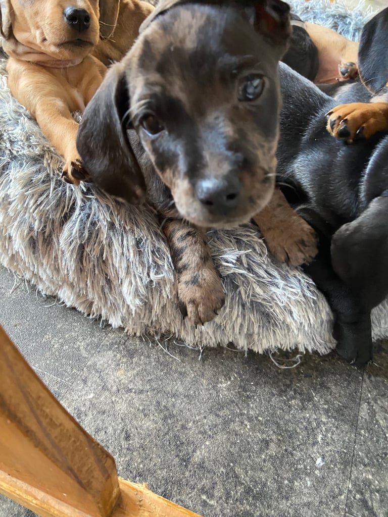 image for Dachshund cross patterdale 