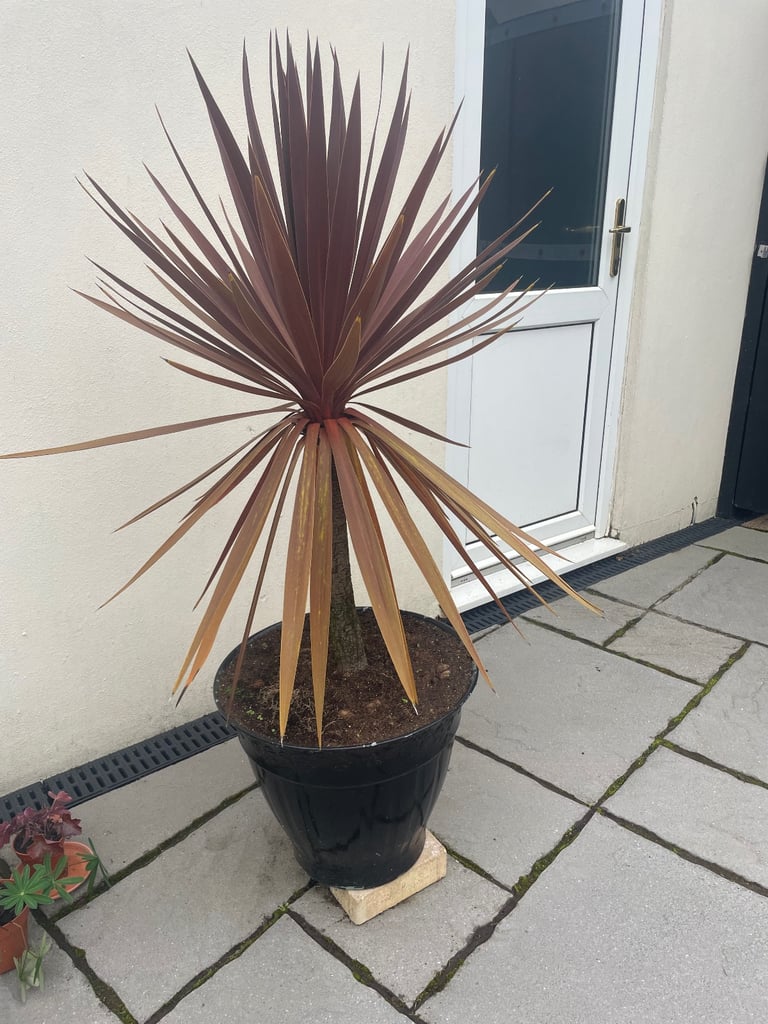 Cordyline Plant