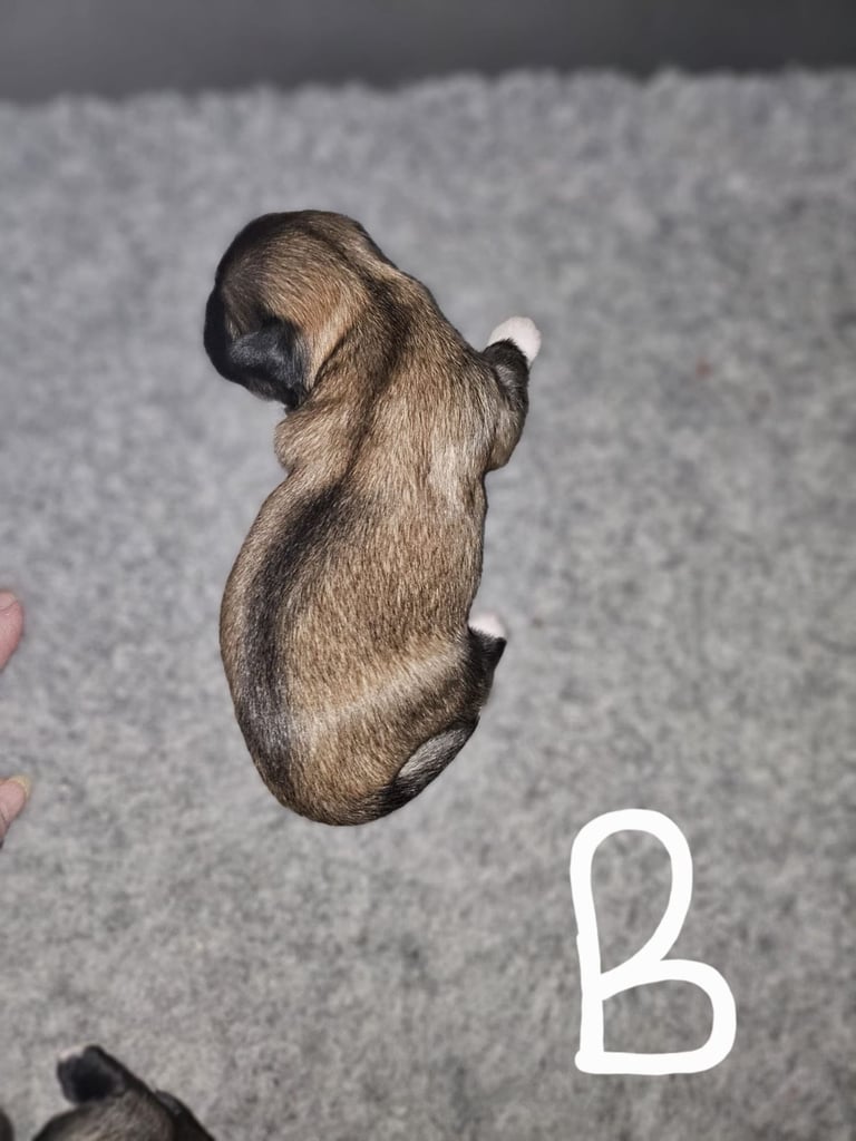Lhasa apso pups 