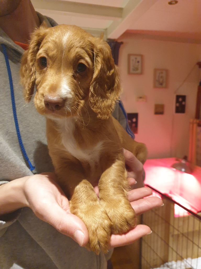 Golden-spaniel | Dogs & Puppies for Sale - Gumtree
