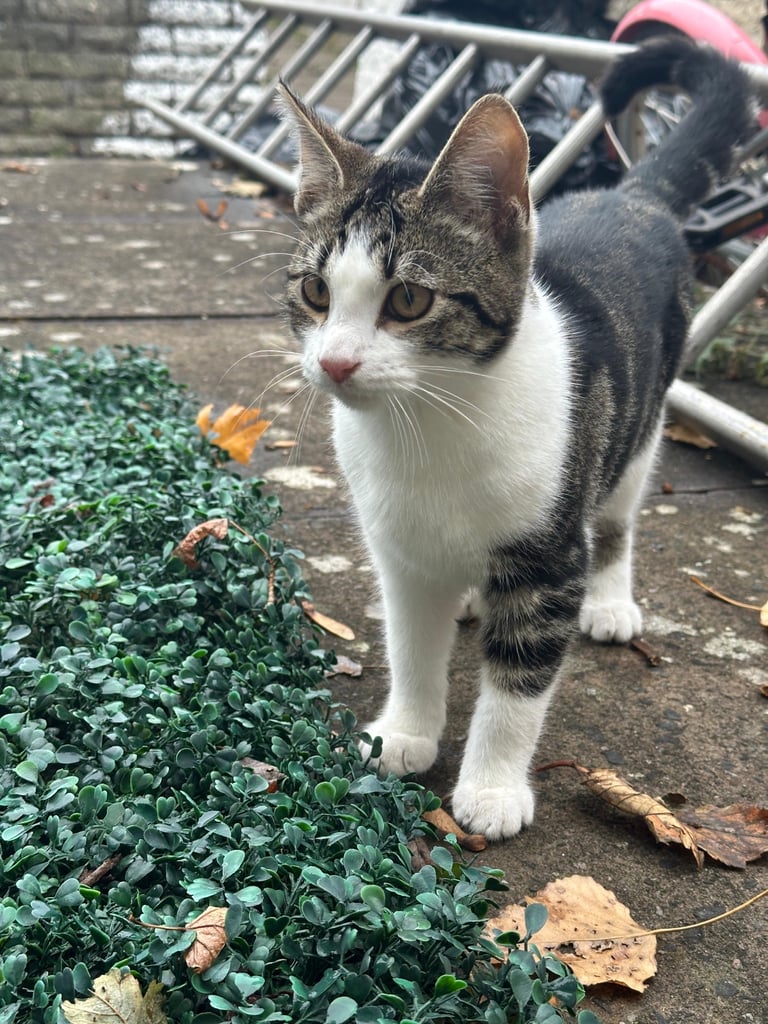 Maine coon x bengal 