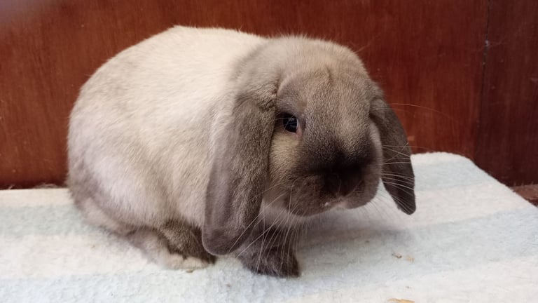 image for Dwarf lops for sale