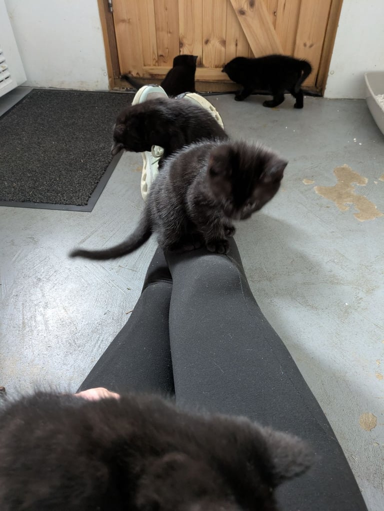5 black kittens for sale xx