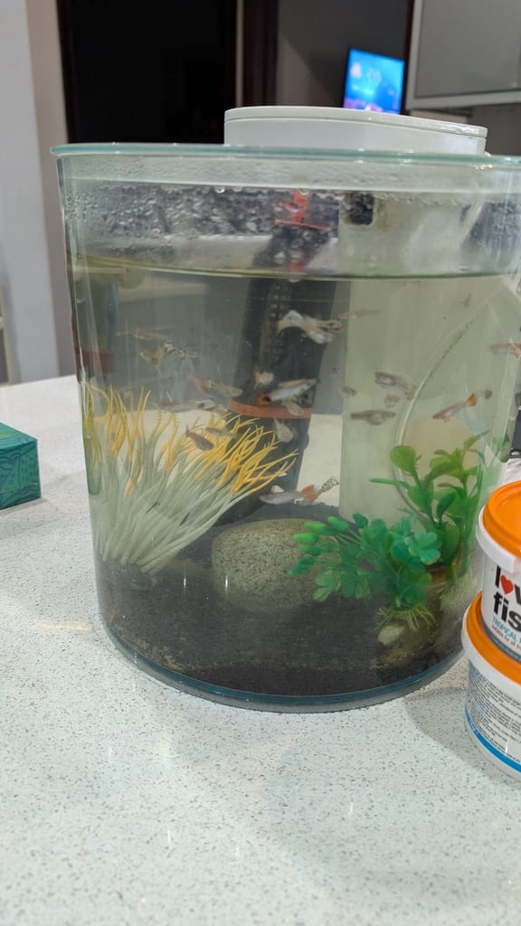 12 Litre Fish Tank with Guppy Fish – Includes Light, Filter, Heater & Air Stone