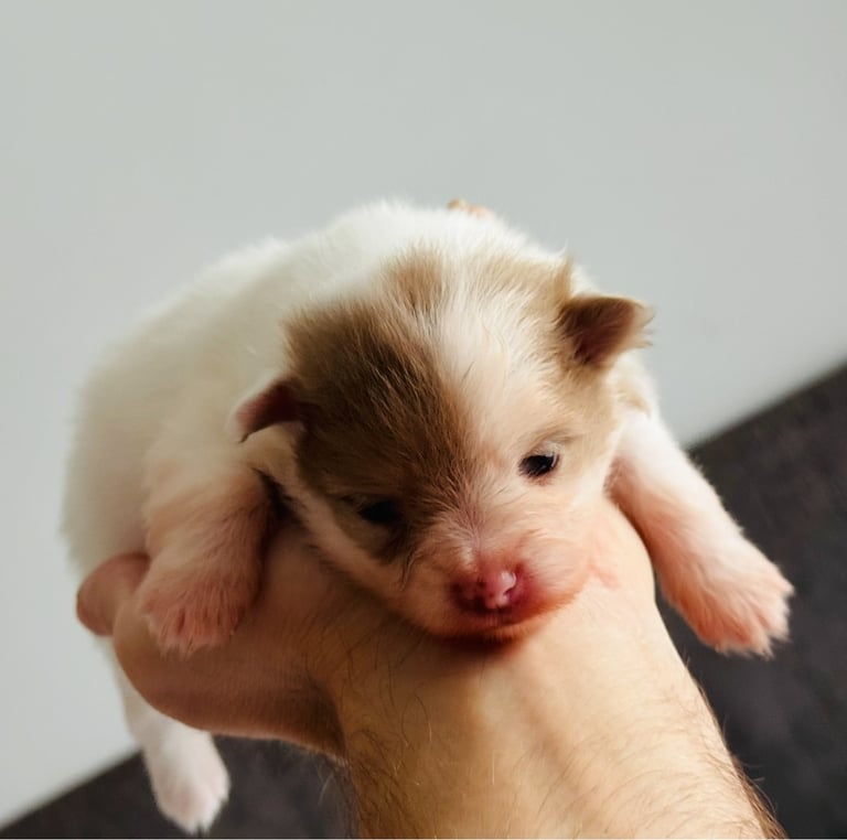 Fluffy and adorable Pomeranian puppies