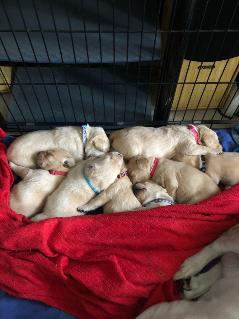 Labrador pups