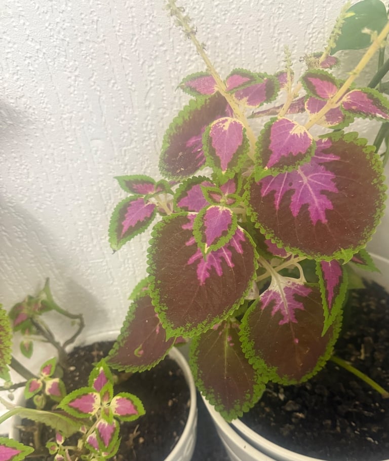 image for Coleus plant with glass pot 