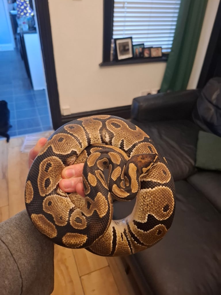 Royal python