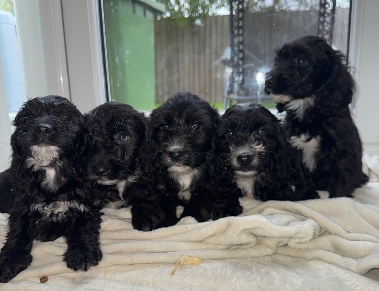 Beautiful Sproodle puppies 