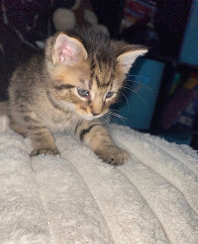 Tabby x Bengal 8 week old cute kitten READY TO LEAVE 🏡