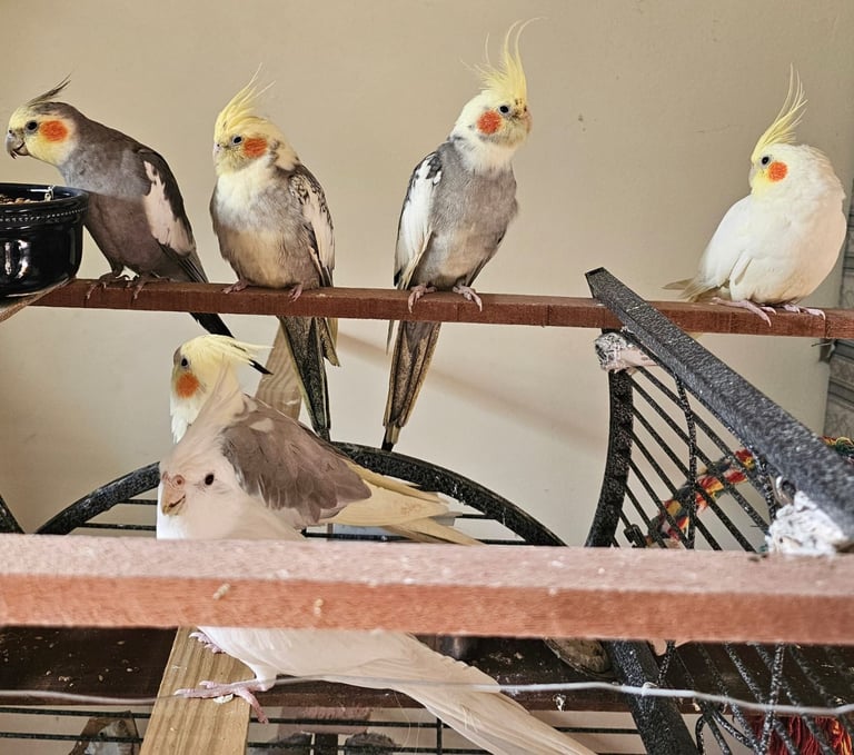 One year old Pair of Cocktails. Bird