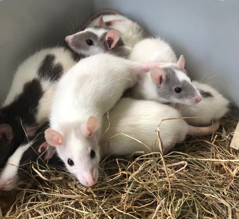 Very cute and friendly fancy baby rats