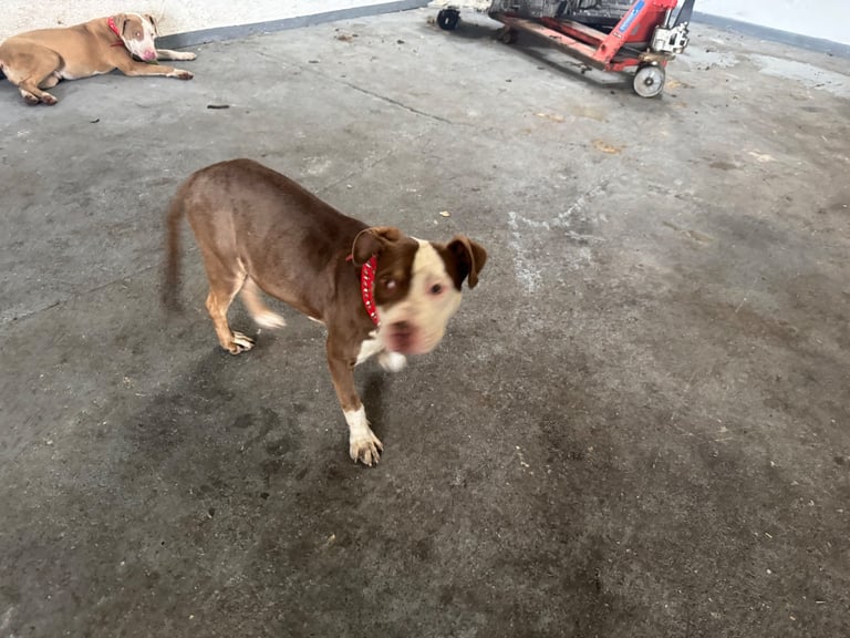 American bully Cross breed 