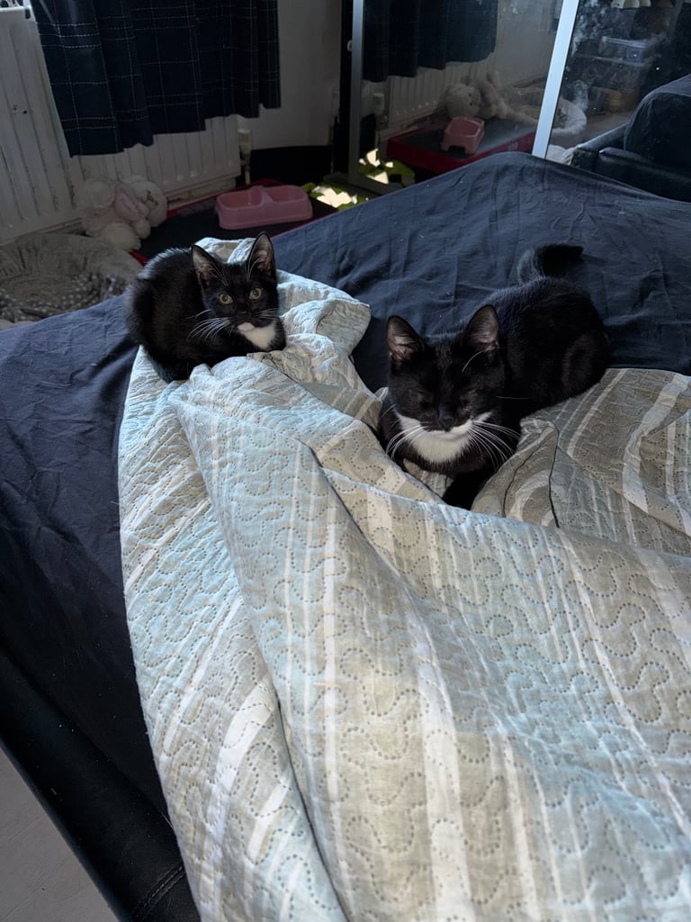 2 tuxedo male kittens need loving homes