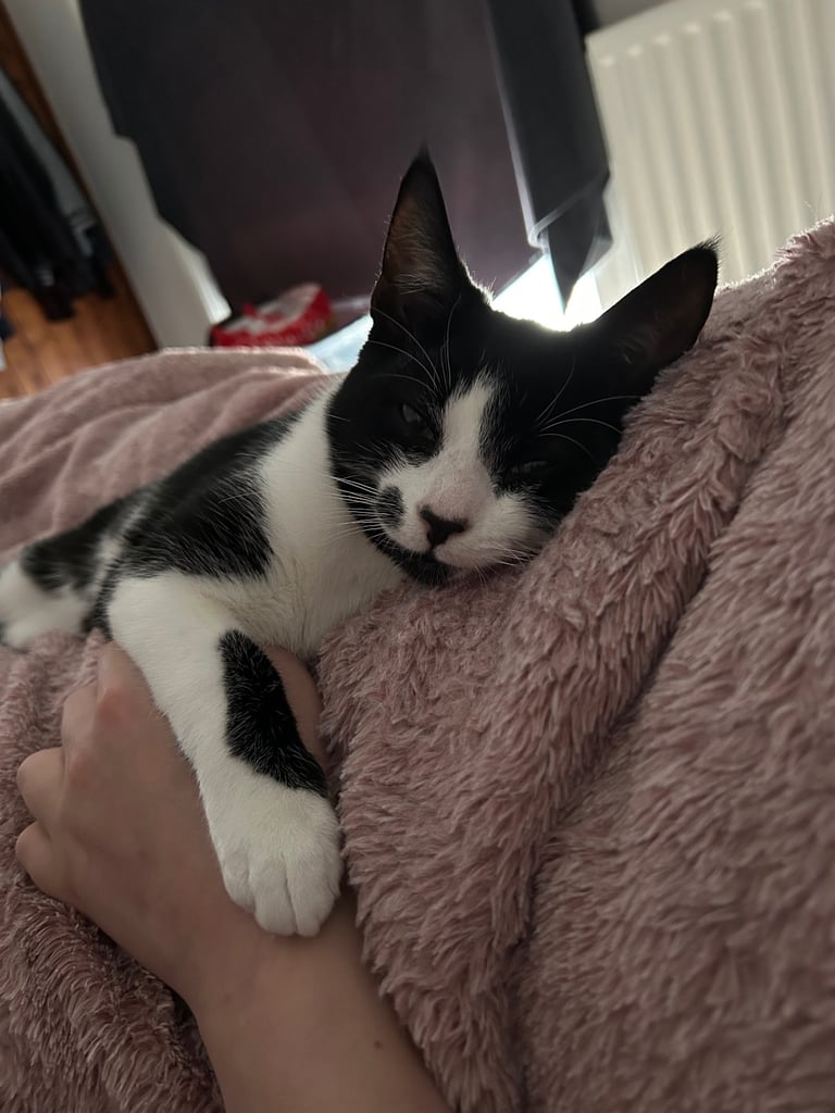 Black and White Kitten - Male & Neutered
