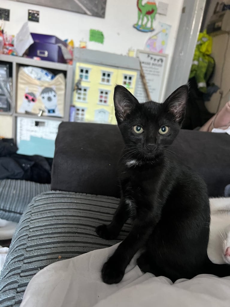 Kittens £50