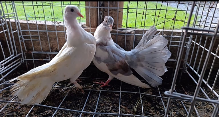 Fancy Pigeons 