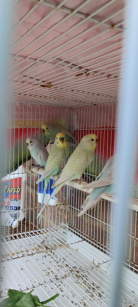 image for 3 pairs of budgies and a large cage for sale 
