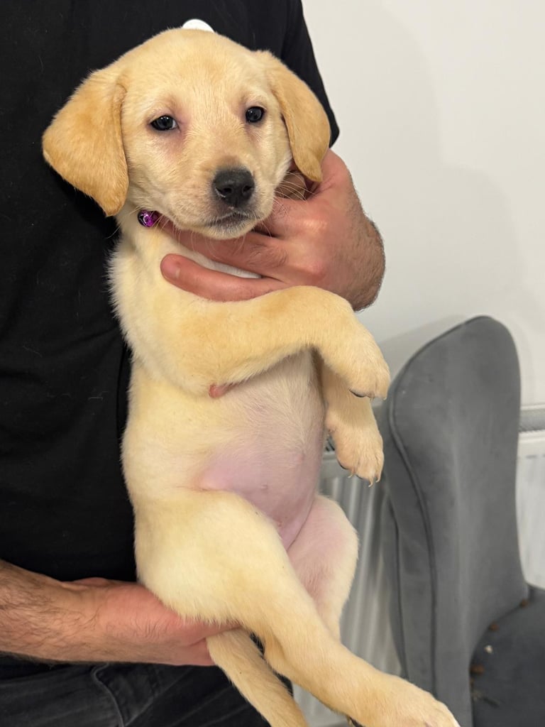Labrador puppy for sale