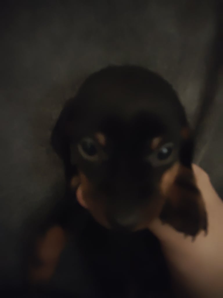 Miniature Dachshund puppies for sale 