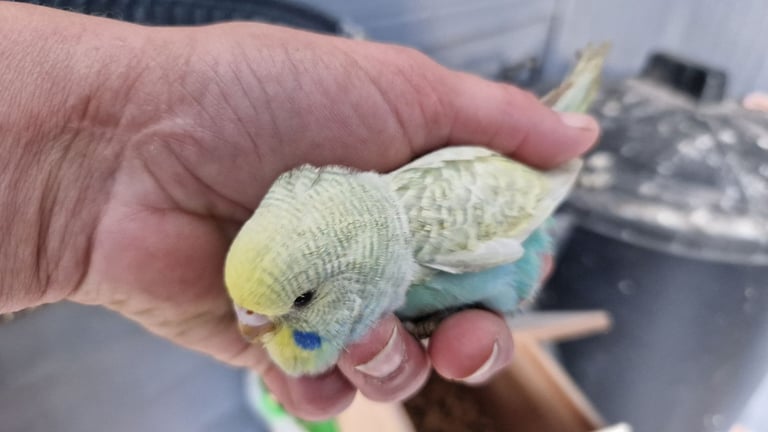 2x baby budgies £50 each