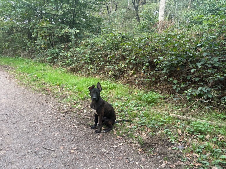 image for Dutch shepherd cross 