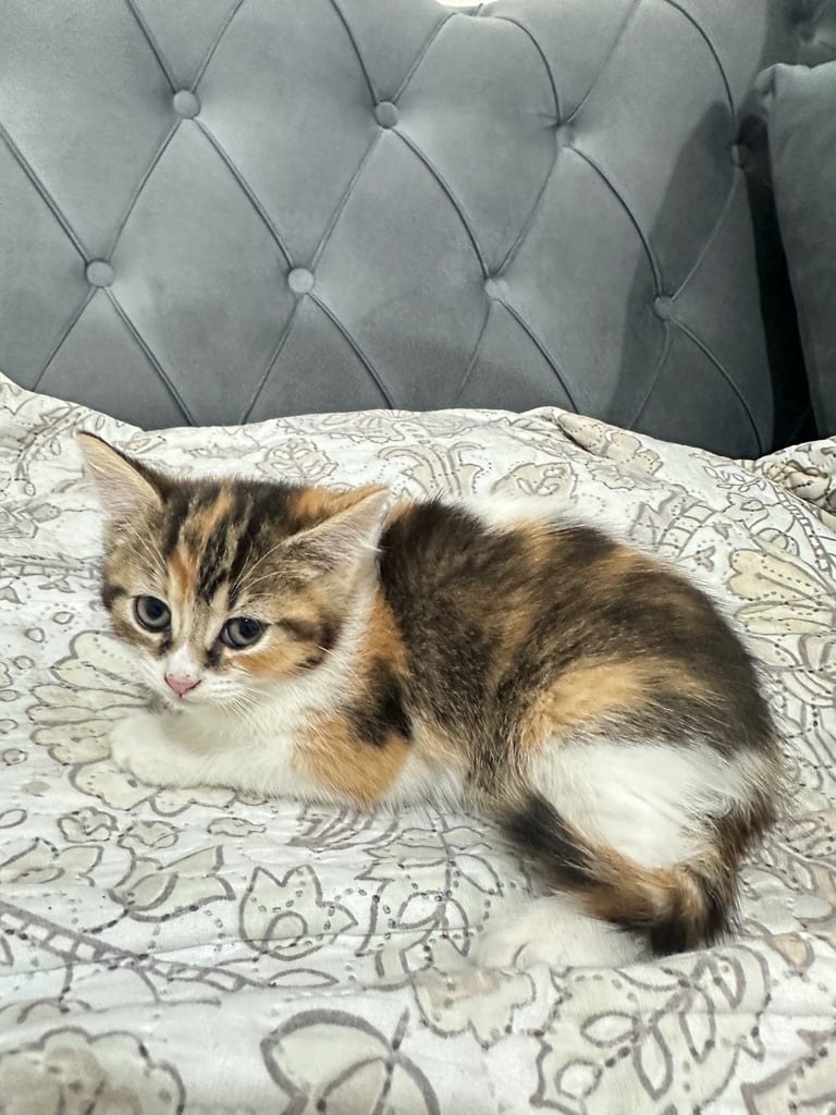 4 Beautiful Playful Kittens – Short Hair & Fluffy Persian Mixes