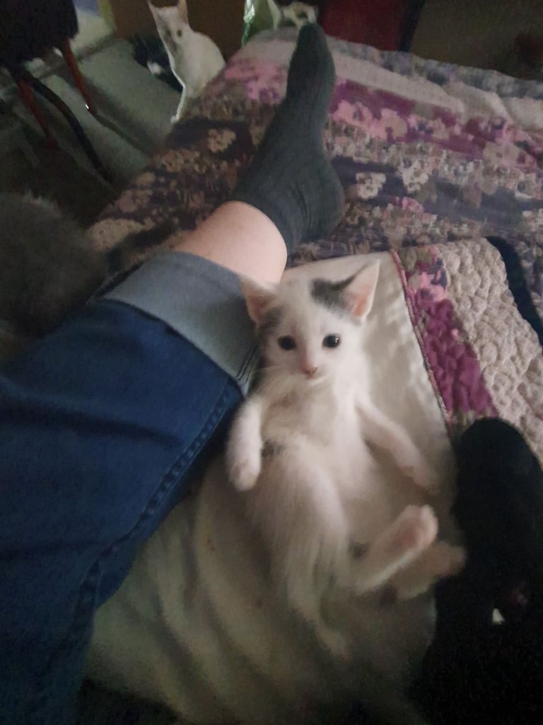 Beautiful blue/white russian kitten