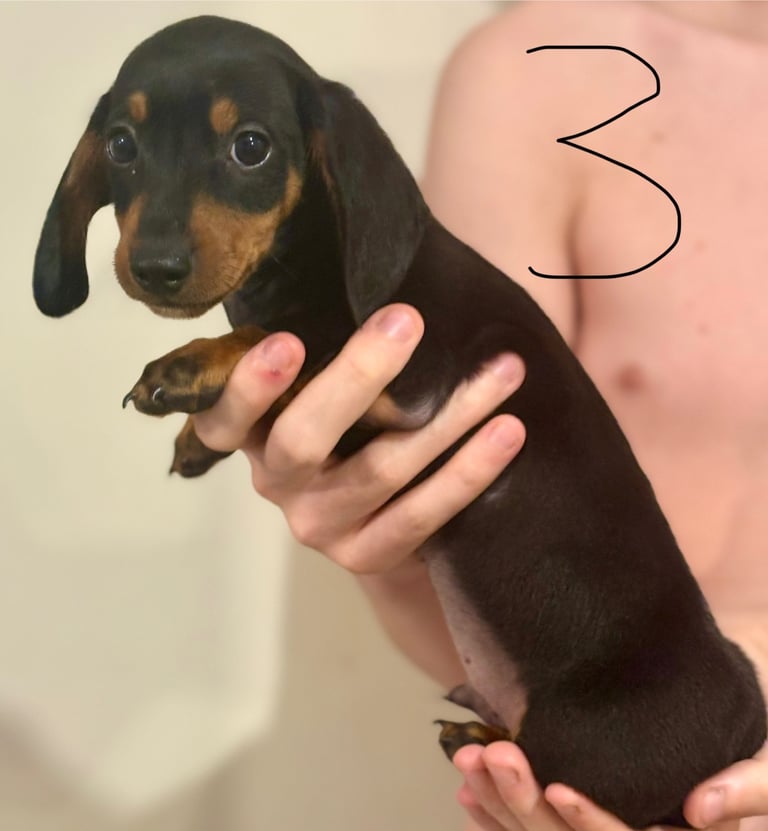 Miniature dauchund pupsREADY NOW