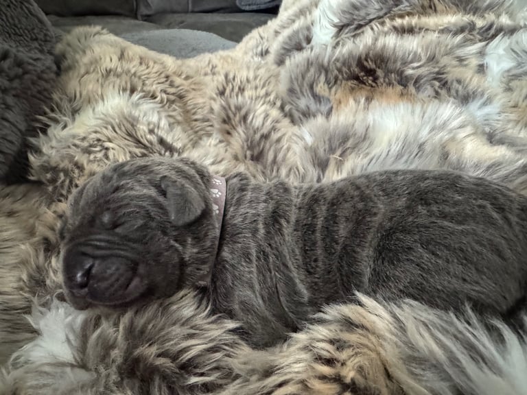 11 Neapolitan mastiff puppies for sale Newcastle 