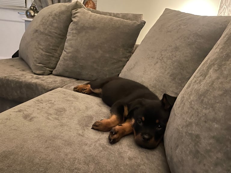 13 week Rottweiler 