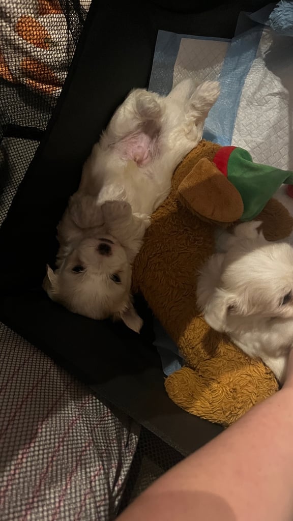 Maltese puppies for rehoming 