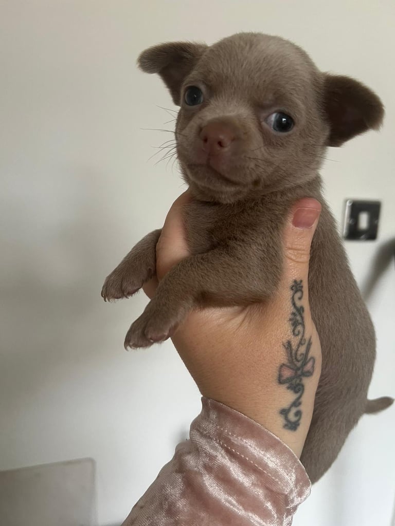 Chihuahua pup 