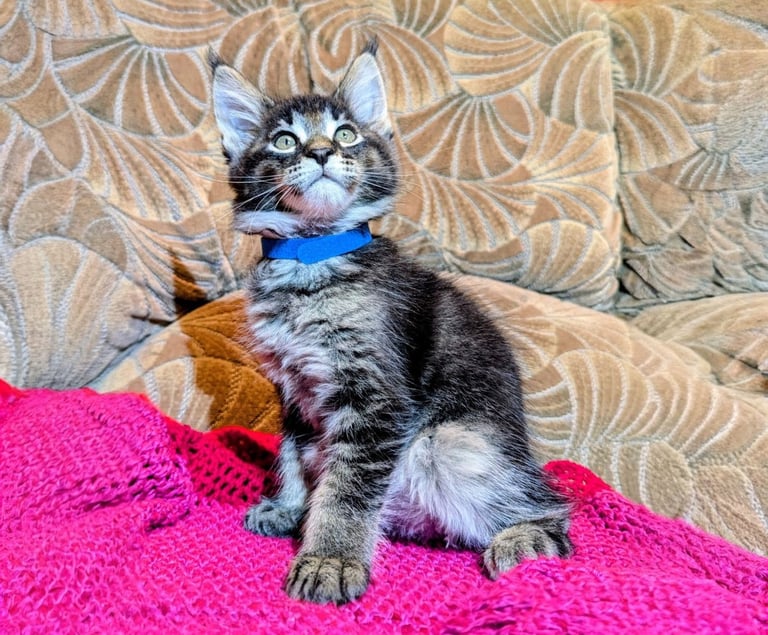 🐾 Giant GCCF Maine Coon Kitties 🐾