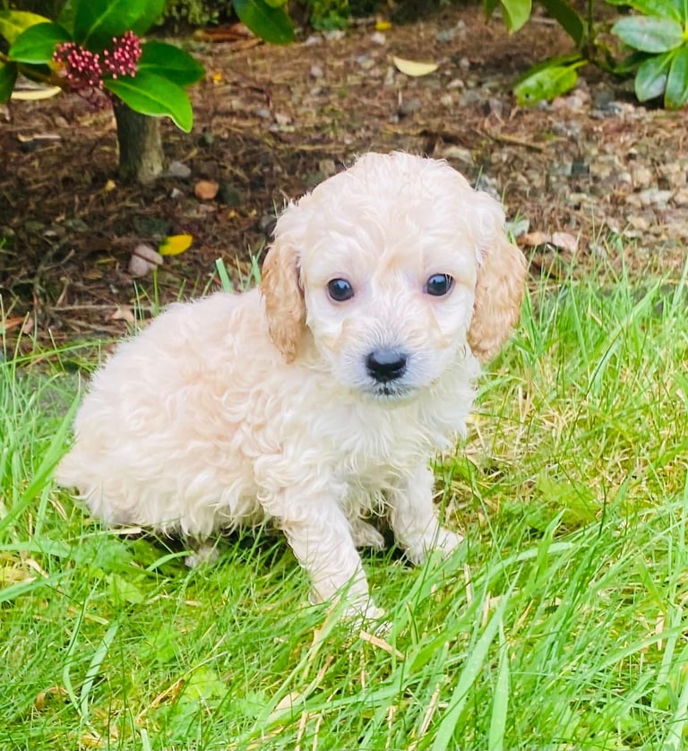 Cockerpoo puppies 