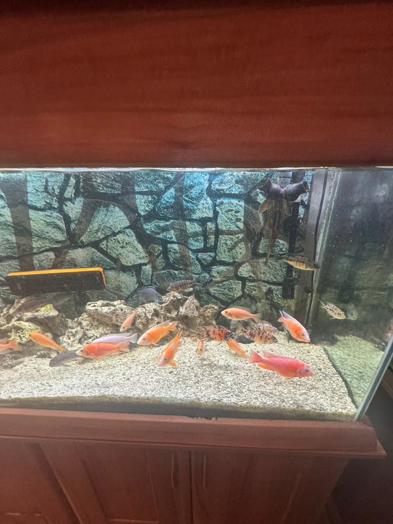 5FT FULLY LOADED FISH TANK FOR SALE (BARGAIN)
