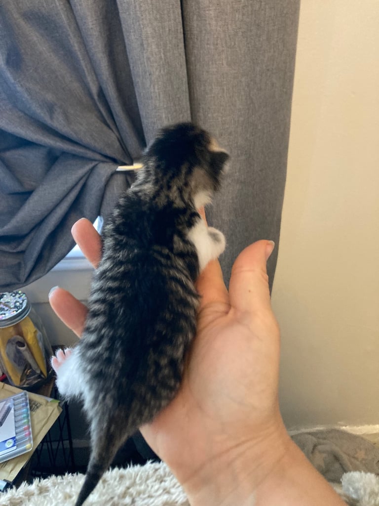 ❗️SOLD❗️