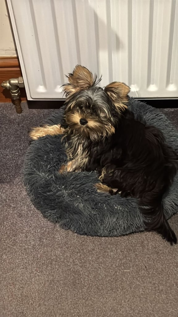 image for Yorkshire Terrier Baby face boys for sale 😍