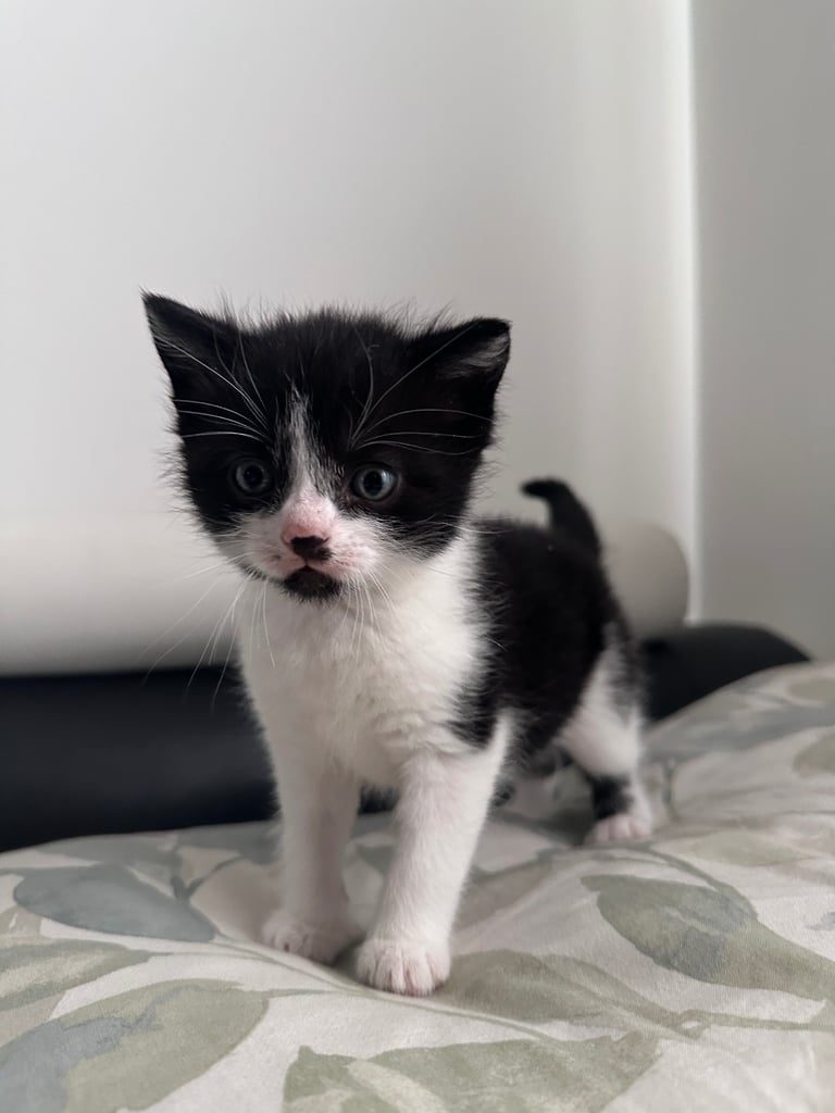 Beautiful Domestic Cats – Mum, Dad & 3 Adorable Kittens (2 Boys, 1 Girl)