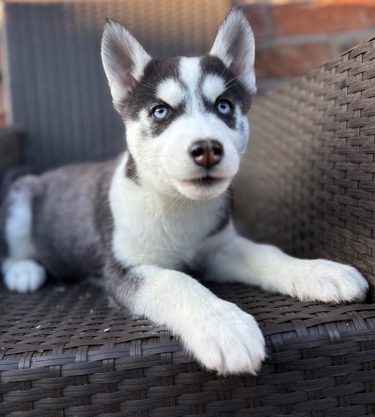 Siberian husky puppies 