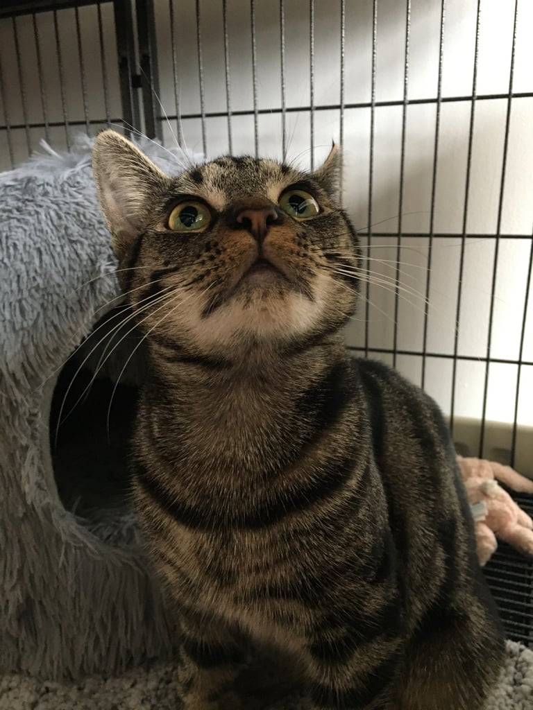 Rescued & Rehoming: 9 m/o Neutered Male BENGAL cross Tabby